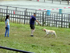 dog2
