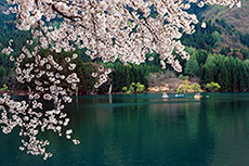 北竜湖と桜