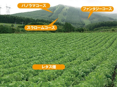ブランシュとレタス畑