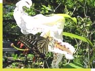 �A�Q�n�`���E