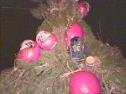 �叼��_���}�̋��݂���