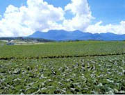 �M�̌�������ؔ�