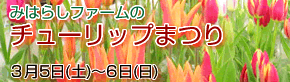 チューリップまつり
