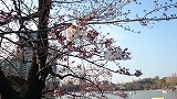 上野の桜！