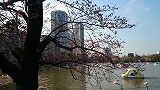 上野の桜！！！まだ咲いてません