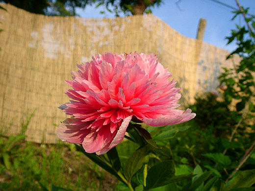 04moriya16.jpg